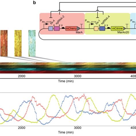 Multistable and dynamic CRISPRi